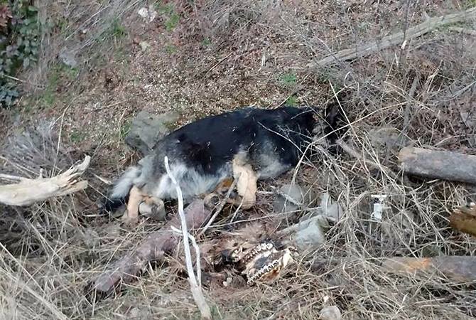 Voldsomt frostvejr på vej: Efterlad aldrig din hund i en kold bil