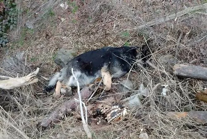 Voldsomt frostvejr på vej: Efterlad aldrig din hund i en kold bil