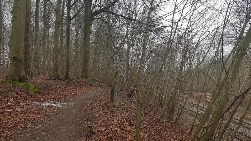 Mountainbikeklub vil lave ny linje i Hannerup Skov – naturforening er imod