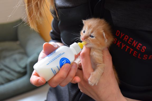 Det hastigt voksende veterinærselskab Vetnordic ansætter kendt branchemand som direktør