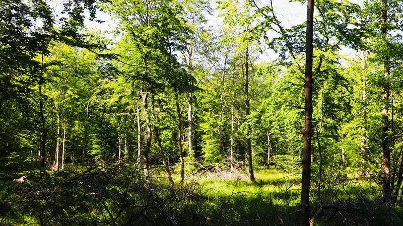 Fond køber 200 ha skov i Trelde