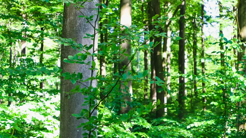 Trelde skov