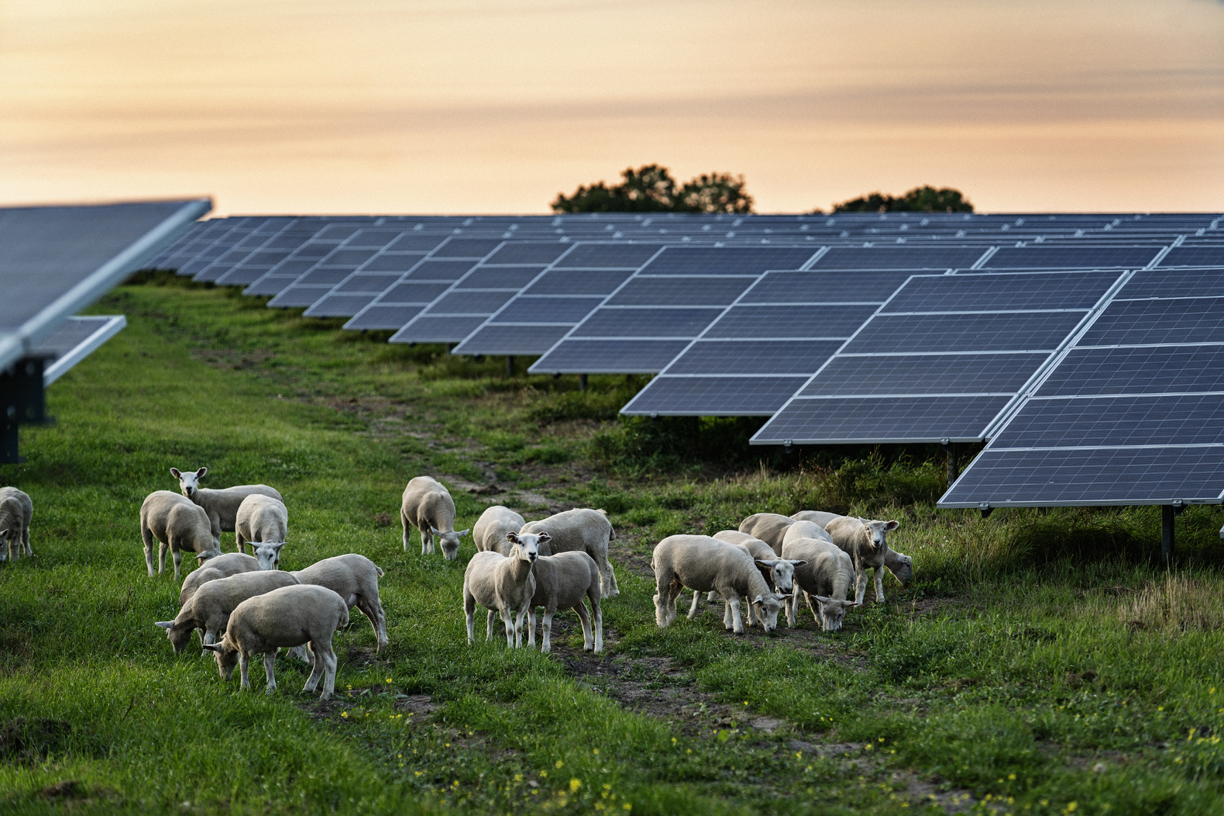 Vindmøller og solceller udløser millioner til to sydjyske kommuner