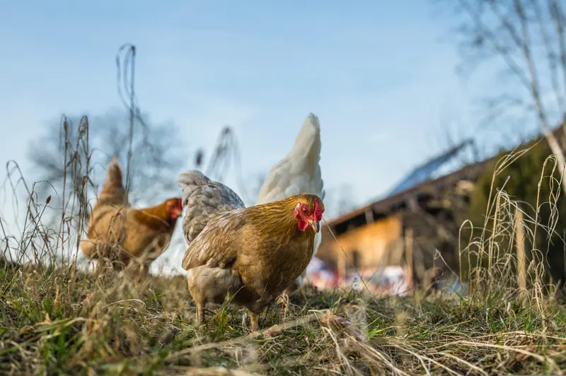 Fugleinfluenza rammer hønsebesætning ved Fredericia