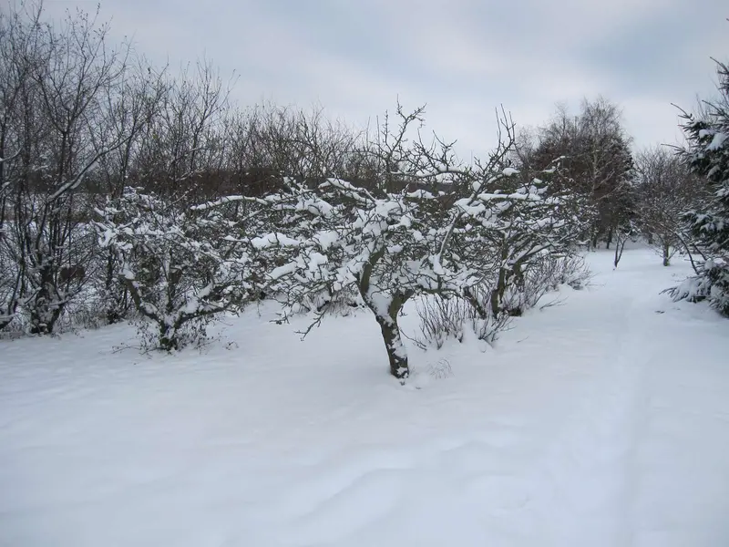 Endnu en nat i vente med frostgrader