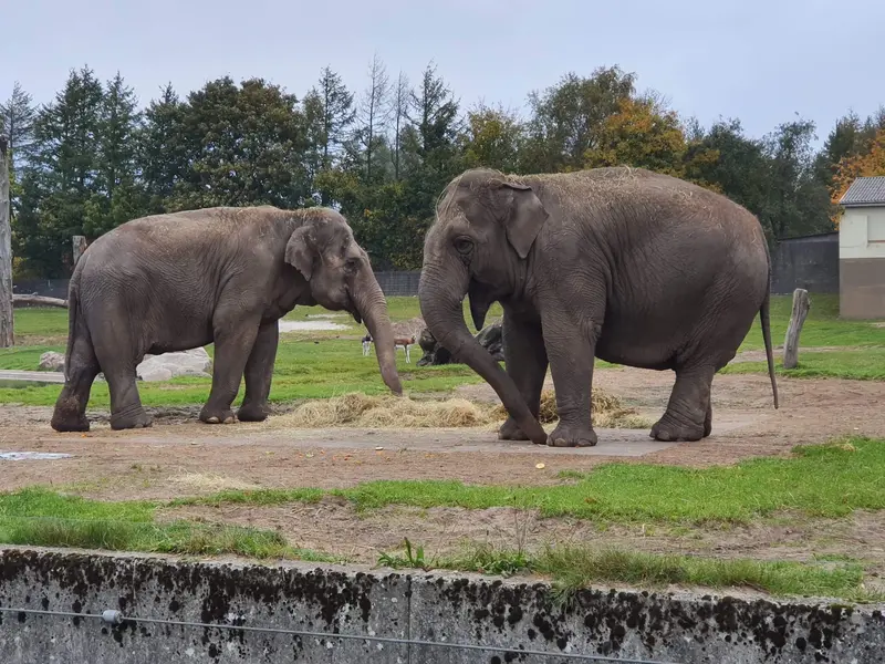 Farvel til elefanterne i Givskud Zoo