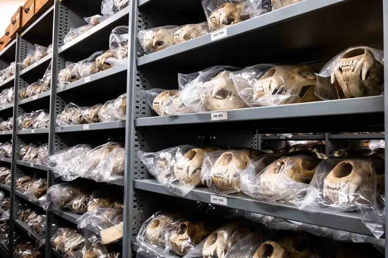 Naturhistoriske samlinger skal være med til at løse det 21. århundredes største udfordringer