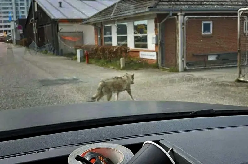 Ulv spottet i Vejle-området skaber opmærksomhed