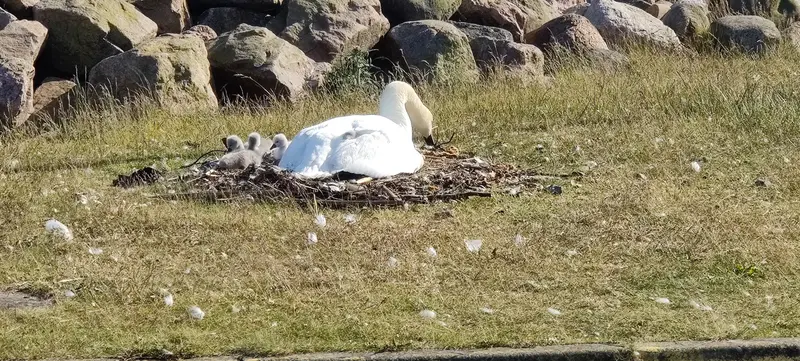 Fred, idyl, natur og turister side om side