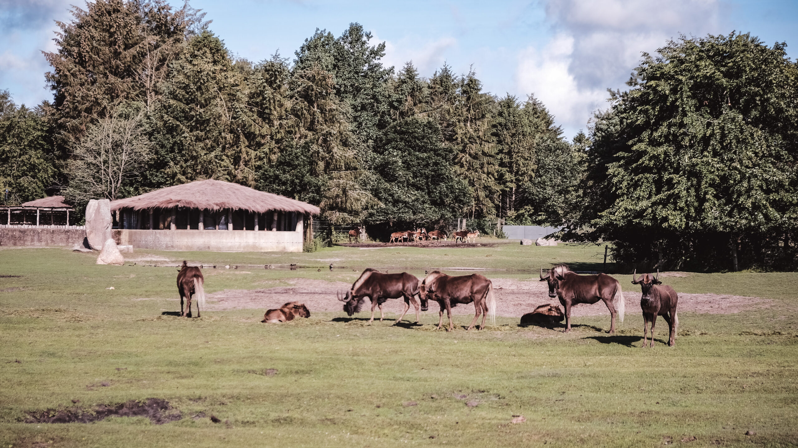 Ungt par efterlyses af Givskud Zoo efter romantisk frieri på parkeringspladsen