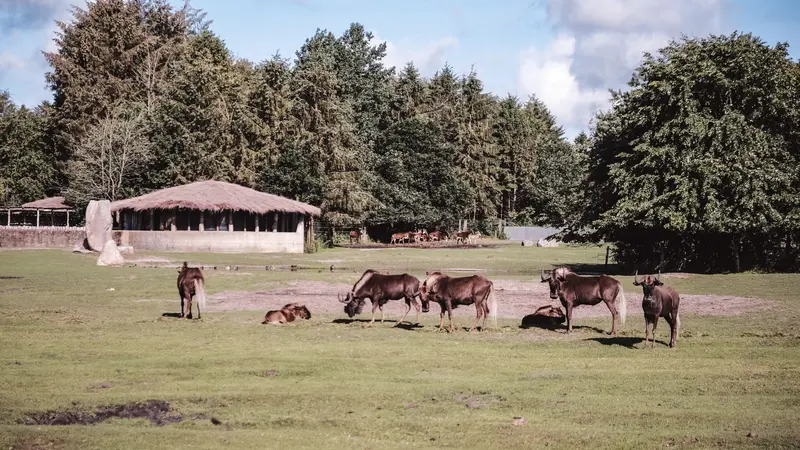 Ungt par efterlyses af Givskud Zoo efter romantisk frieri på parkeringspladsen