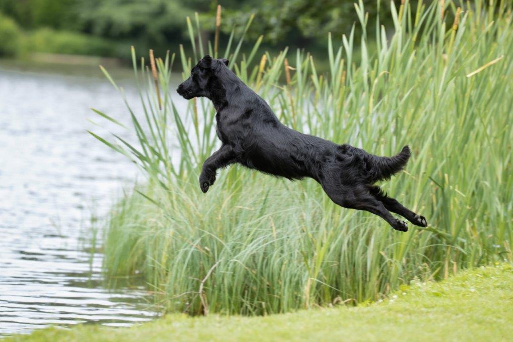 Pas på hunden – svømmeturen kan være farlig