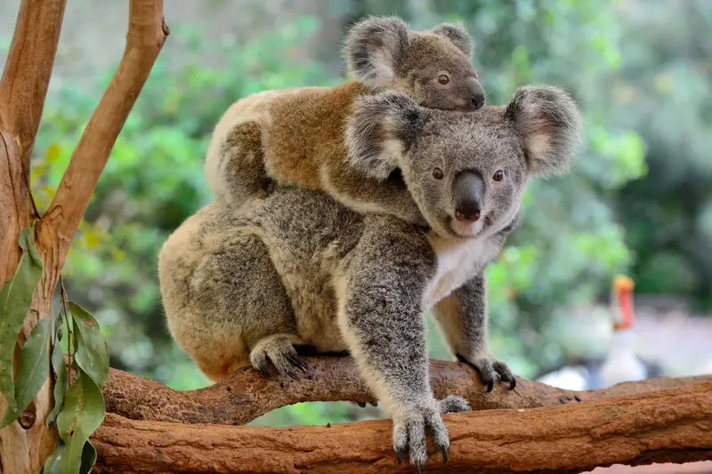 WWF jubler over ny kæmpenationalpark for koalaer i Australien