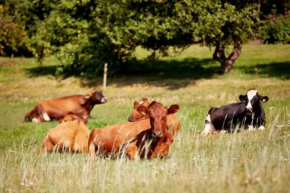 Grønne organisationer vil fremtidssikre dansk landbrug