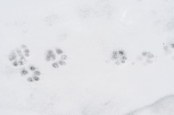 Pas på hundepoterne i frostvejret: Vejsalt er smertefuldt