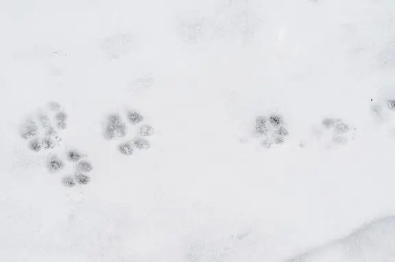 Pas på hundepoterne i frostvejret: Vejsalt er smertefuldt