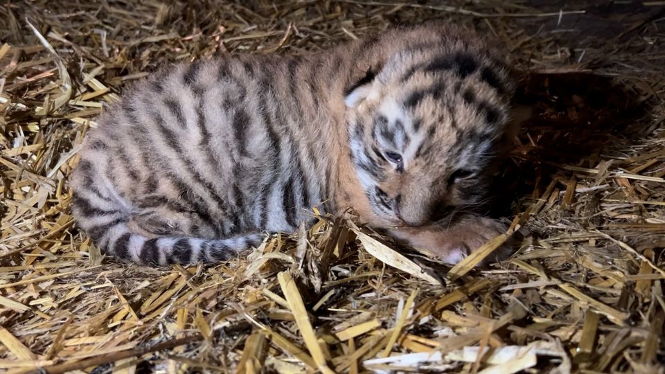 Efter ni år: Tigerunge født i ZOO