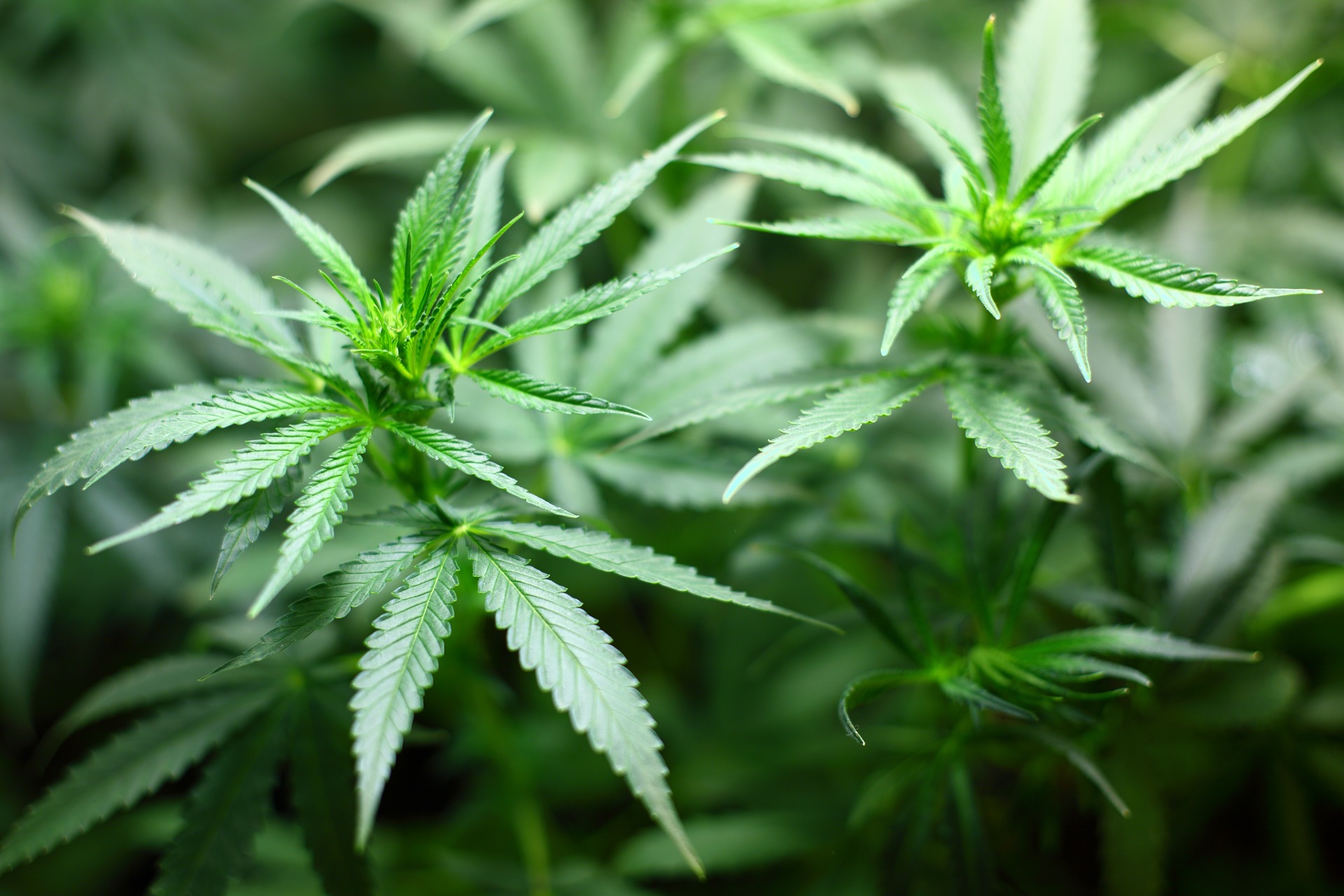 Legalisering af cannabis bekymrer DF'er