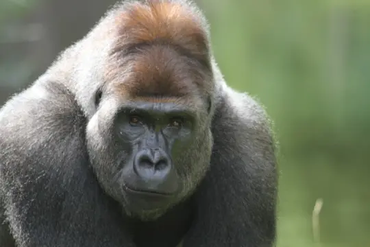 GIVSKUD ZOO var nødsaget til at aflive syg gorilla