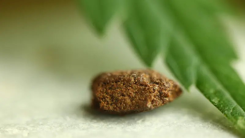 Politiets næser gjorde arbejdet: En dør på klem og en tung hash-lugt afslørede storfund af cannabis