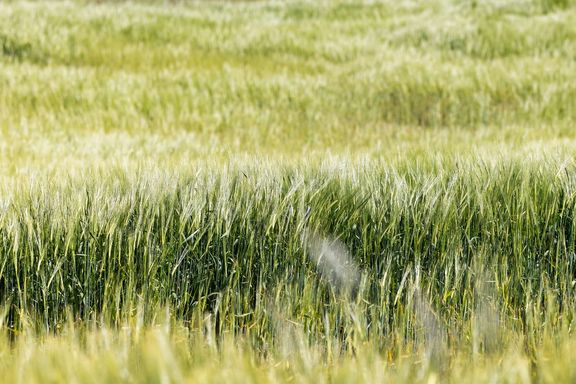 DLG Group vil samle fødevareindustrien om regenerativt landbrug