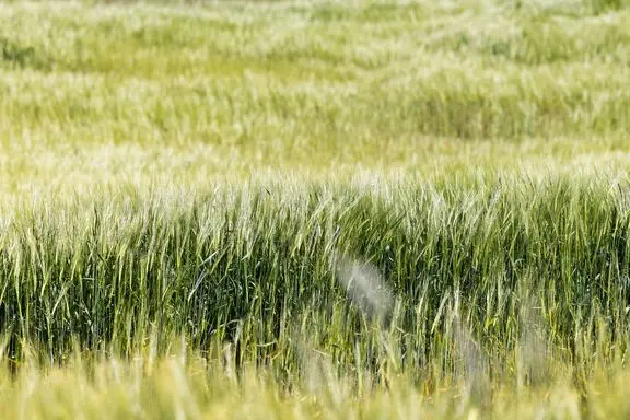 DLG Group vil samle fødevareindustrien om regenerativt landbrug