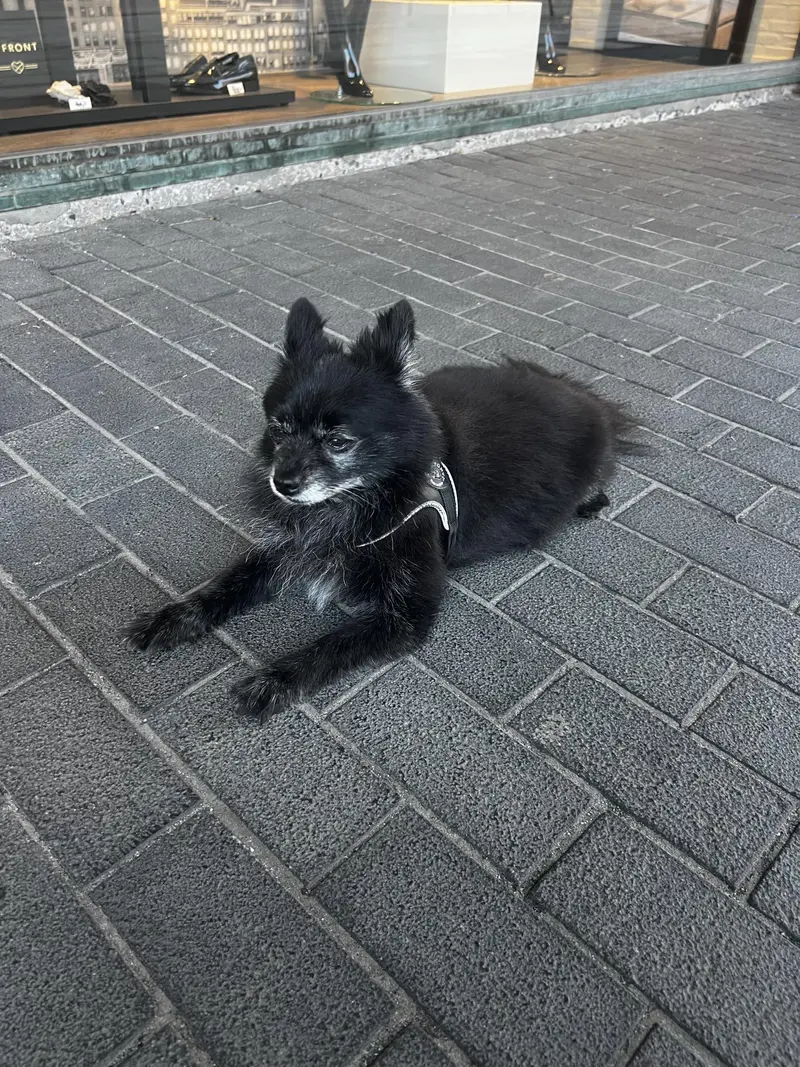 Bortkommet hund efterlyser sin ejer