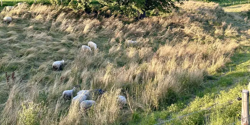 Skadet får ved Hyby Strand