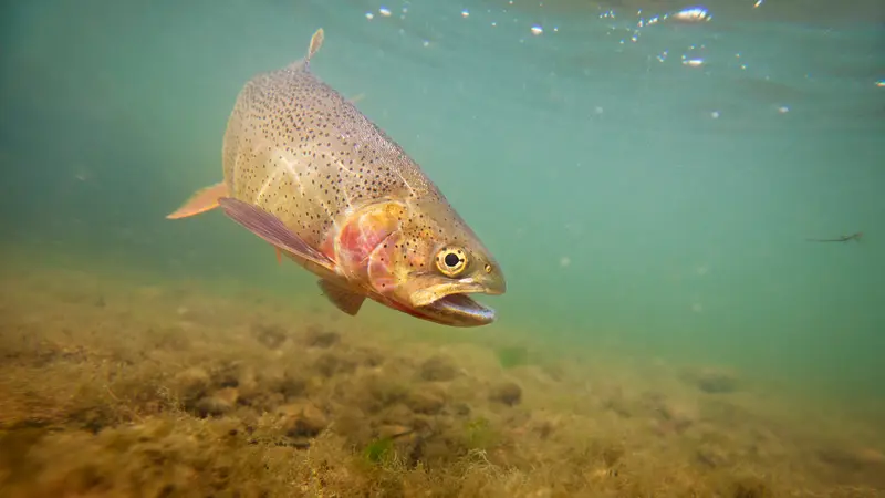 Fyns Laksefisk lukker