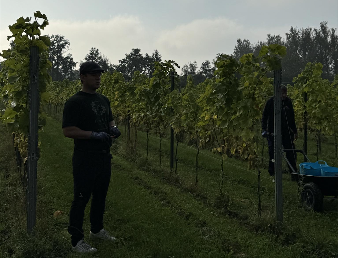 Dansk vin vinder frem