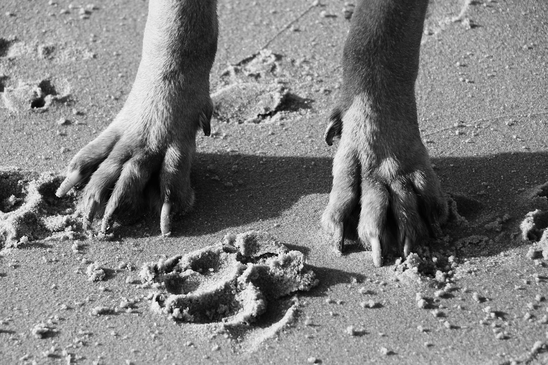 Politiet sigter hundeejer efter hunde strejfede frit rundt