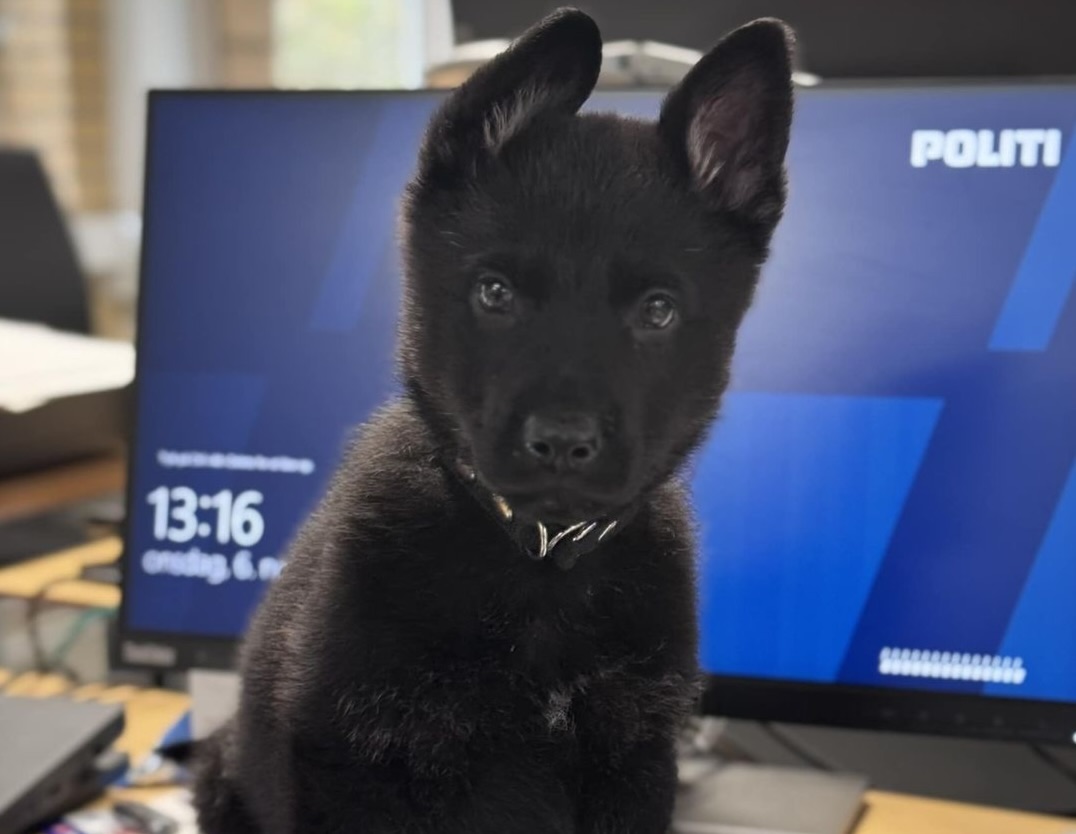 Lupo charmerer tusindvis på Facebook