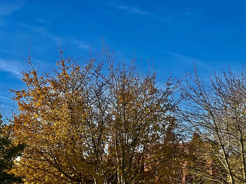Solskinsdag i november - men gråvejret vender hurtigt tilbage