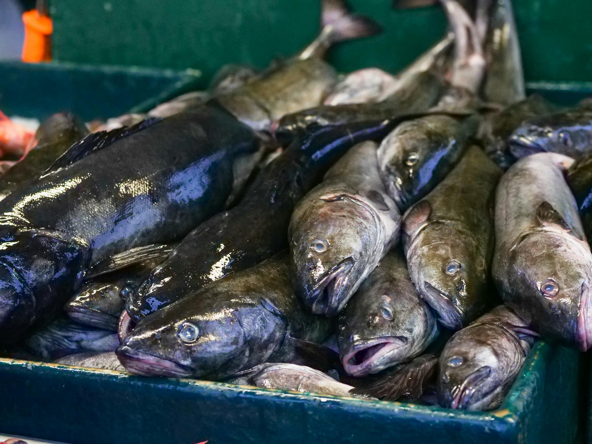 Minister til Bruxelles for at sikre danske fiskere