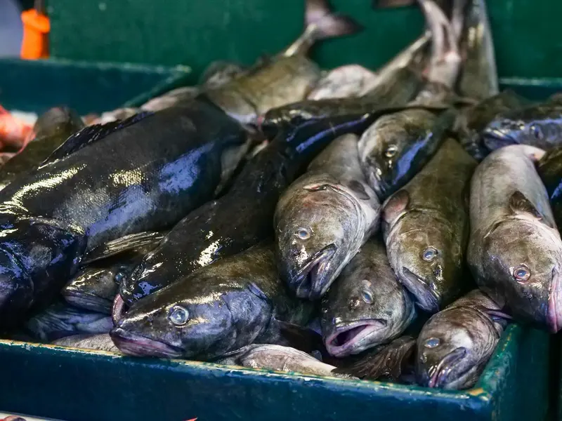 Minister til Bruxelles for at sikre danske fiskere