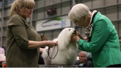 Internationale hunde stjæler rampelyset i Fredericia