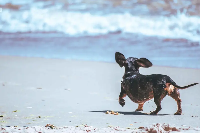 Ingen friløb for Fido – snart skal alle hunde i snor på stranden
