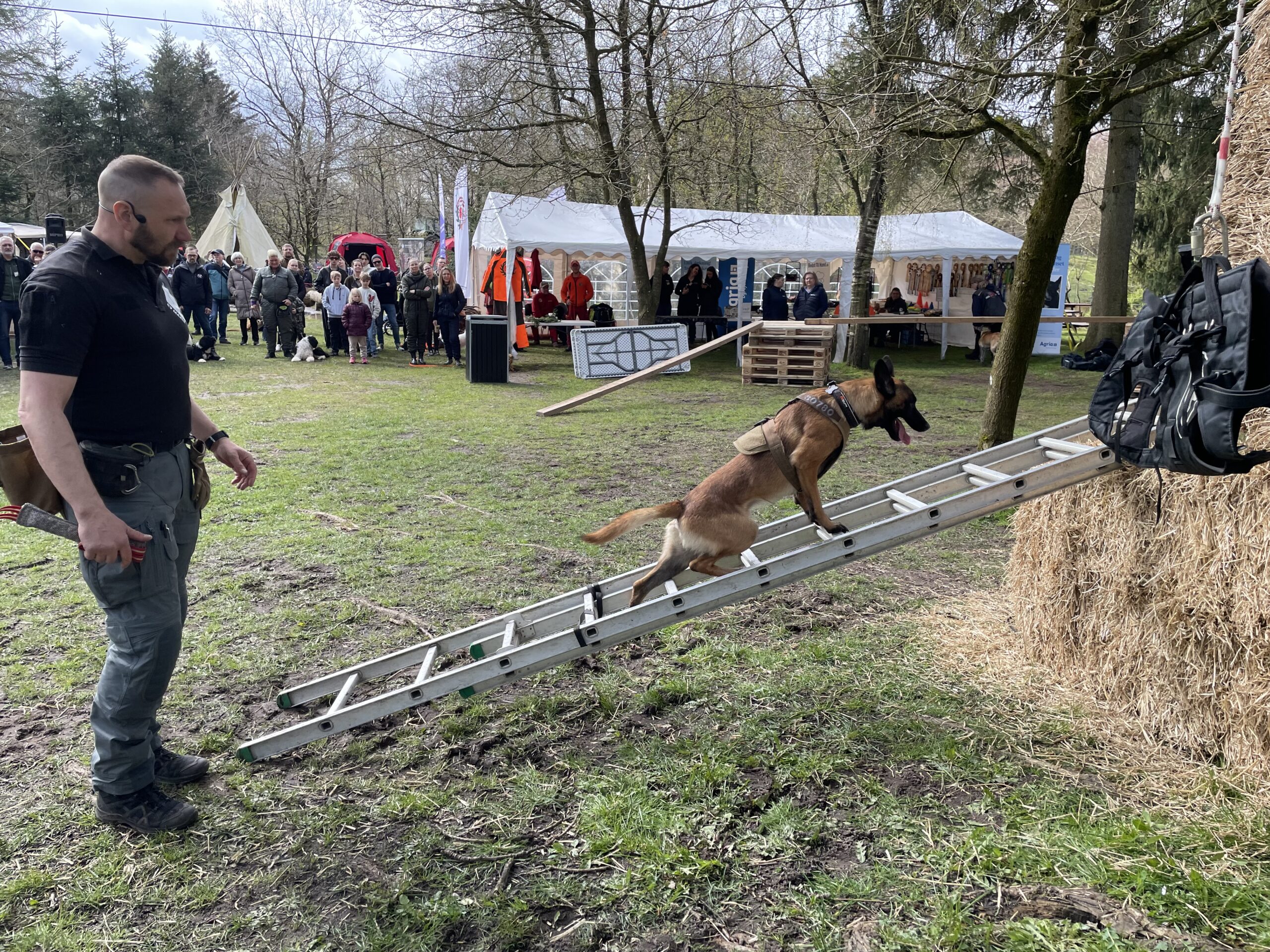 Hunde og ulve i fokus: GIVSKUD ZOO inviterer til populær weekend-event