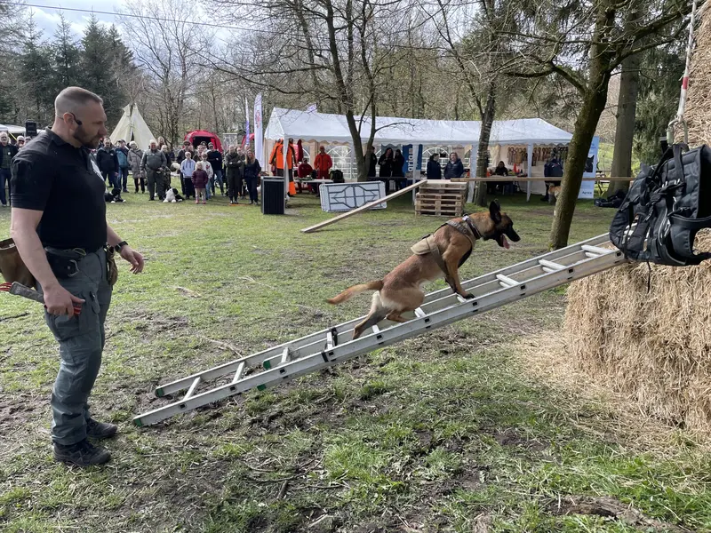 Hunde og ulve i fokus: GIVSKUD ZOO inviterer til populær weekend-event