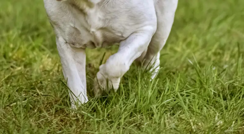 Hund rev sig løs og bed forbipasserende – nu er ejeren sigtet