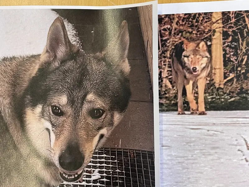 Naturvejleder gør status efter ulve-weekend i Fredericia: Ulv bekræftet – men også forveksling med hund