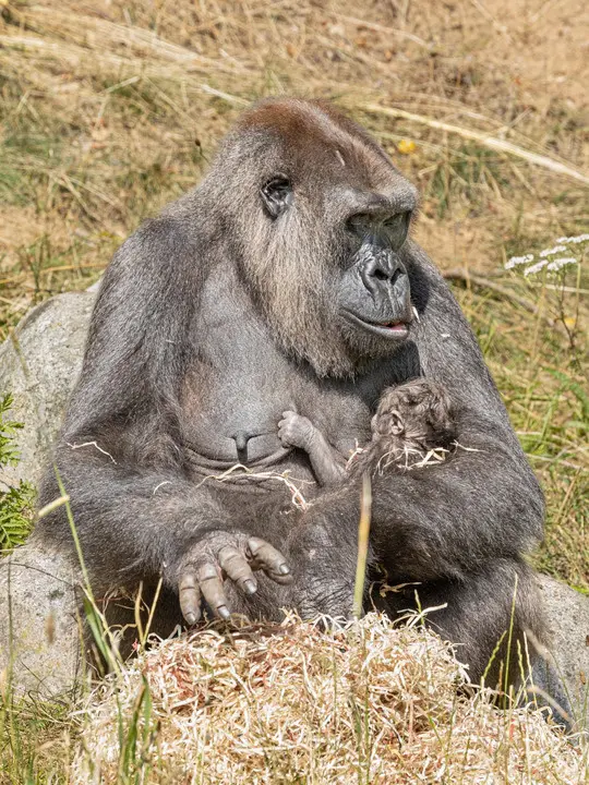 Minnie har født og Baako er blevet far for første gang i Givskud Zoo